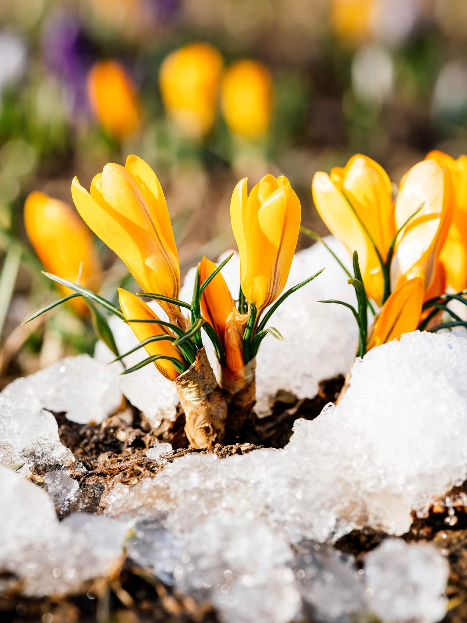 Super early-blooming bulbs that don't care if it's still winter