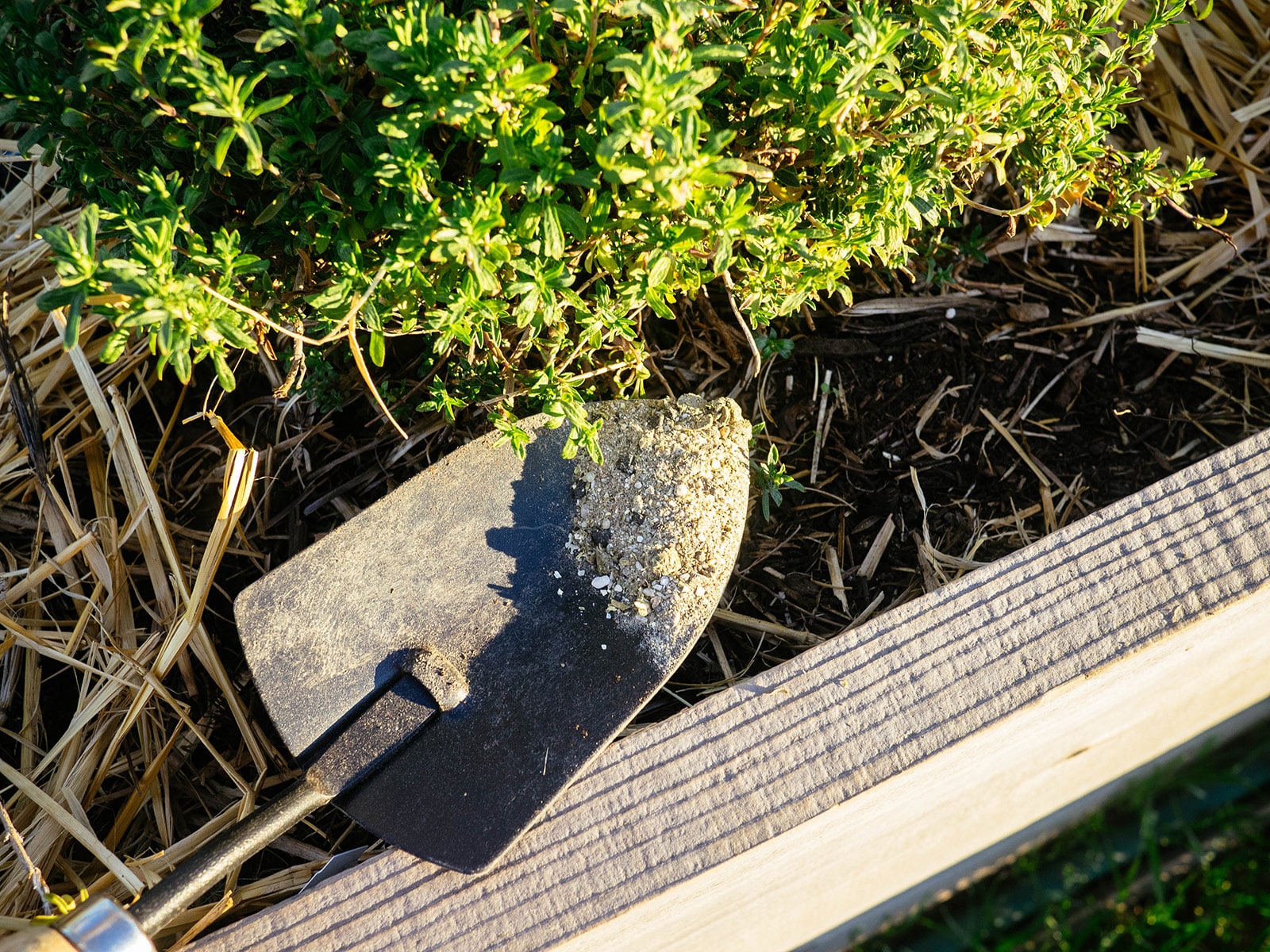 A trowel holding some fertilizer above a plant in a raised garden bed