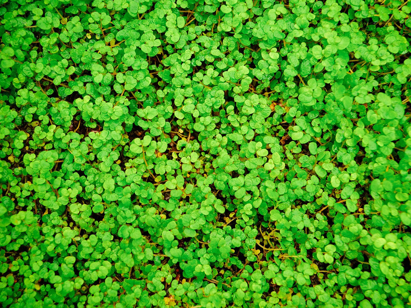 A dense mat of baby's tears growing as a groundcover