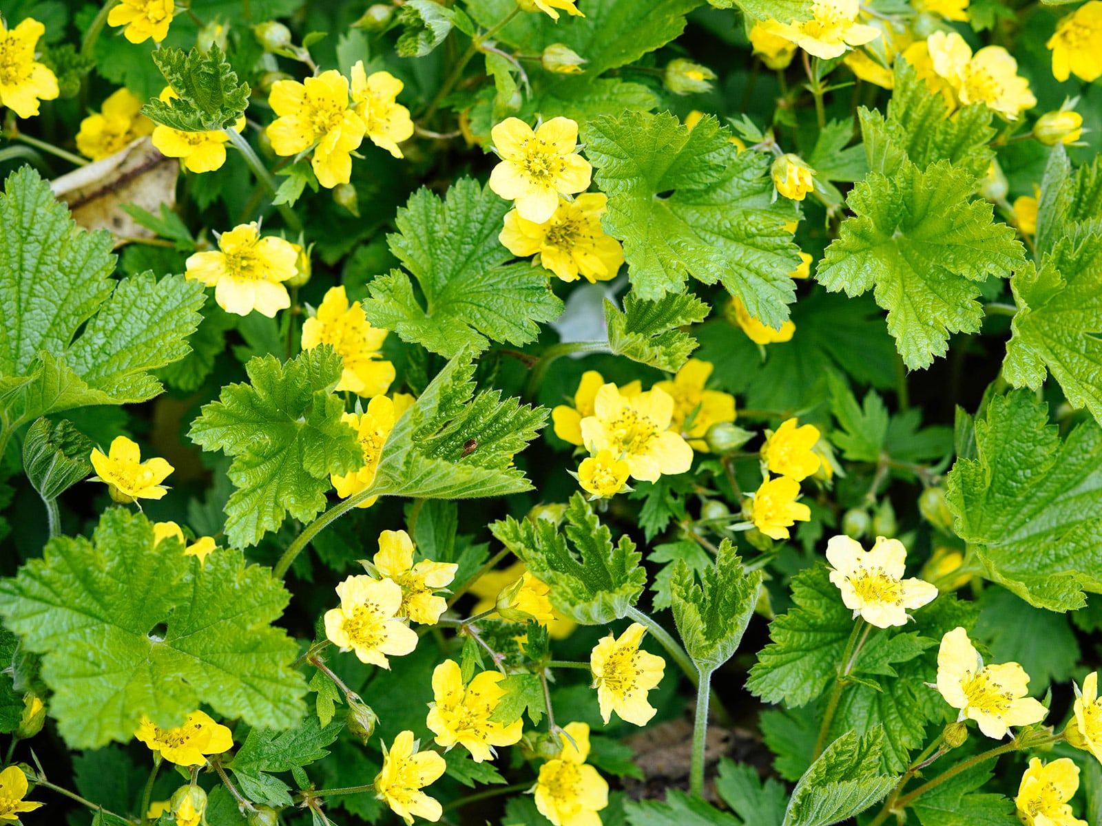 Barren strawberry plants full of yellow flowers