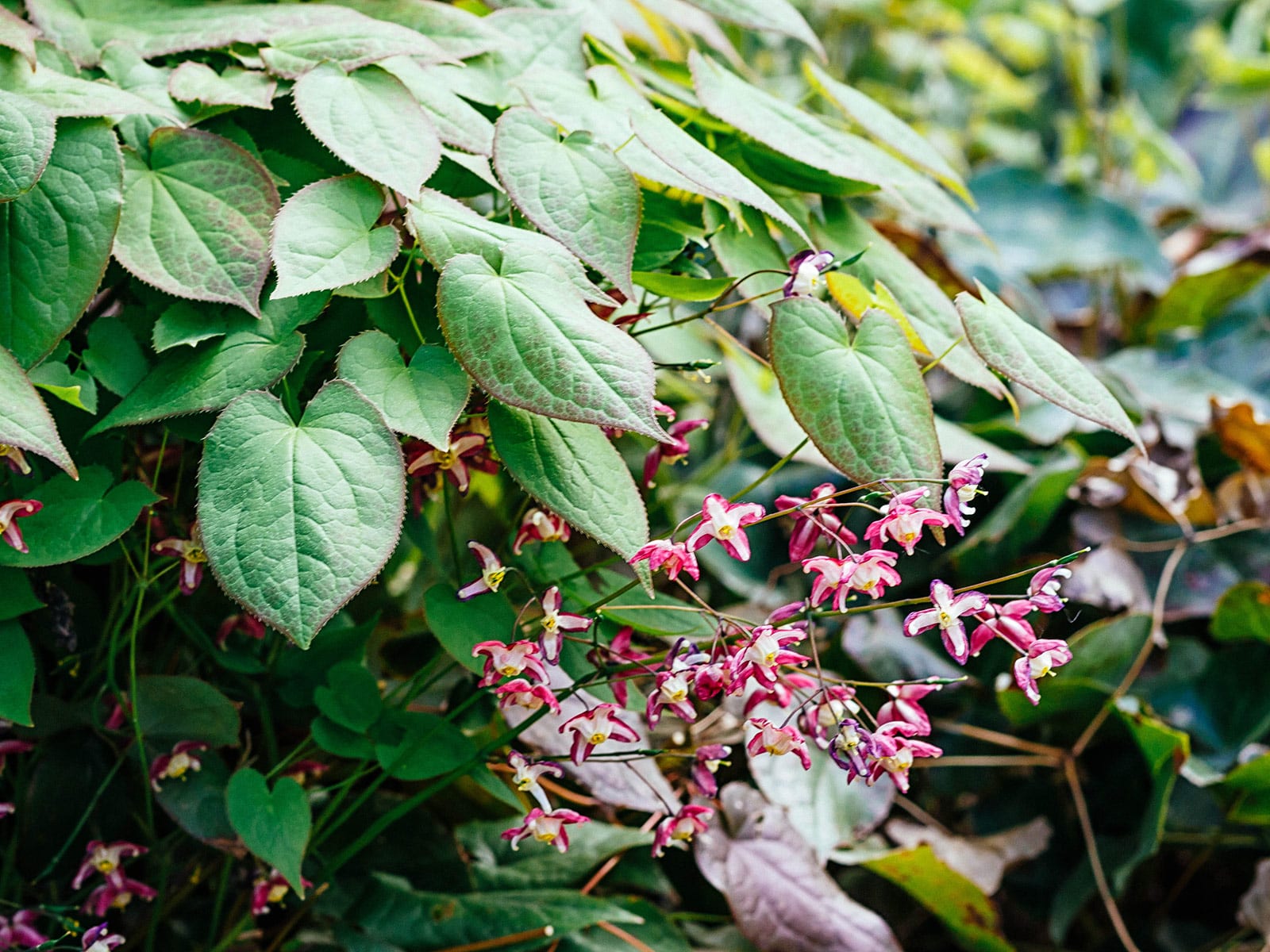 Barrenwort in bloom with magenta flowers on thin stems