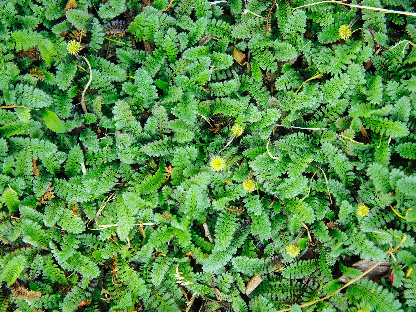 Brass buttons groundcover with golden yellow flowers