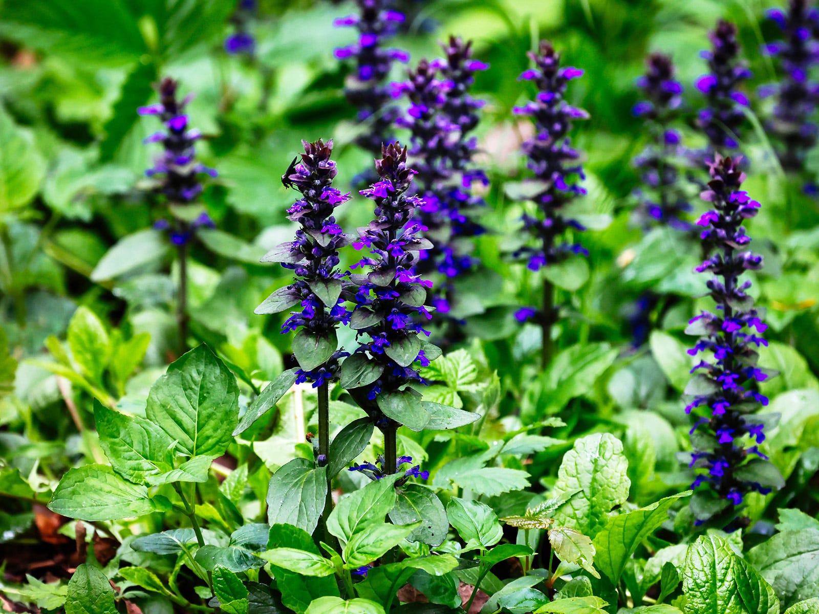 Bugleweed in bloom with tall spikes of purple flowers