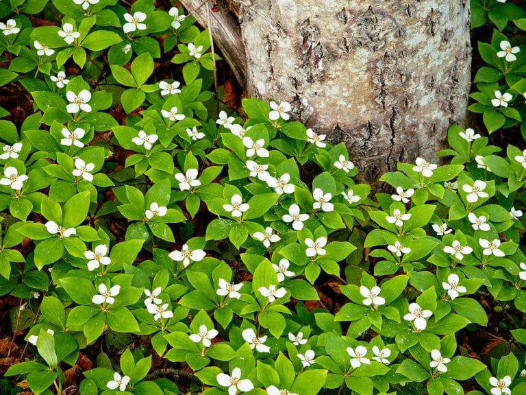 Perennial ground covers for shade gardens in every climate