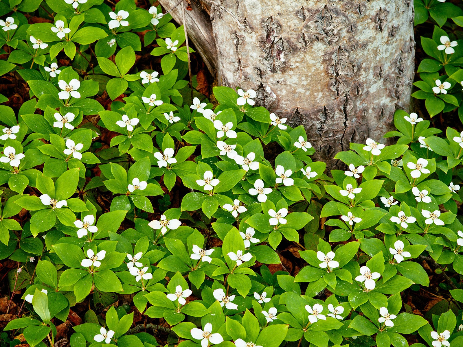 Perennial ground covers for shade gardens in every climate