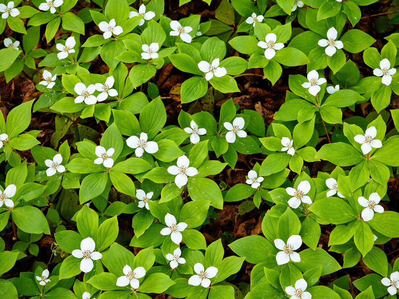 Bunchberry groundcover in bloom with white flowers