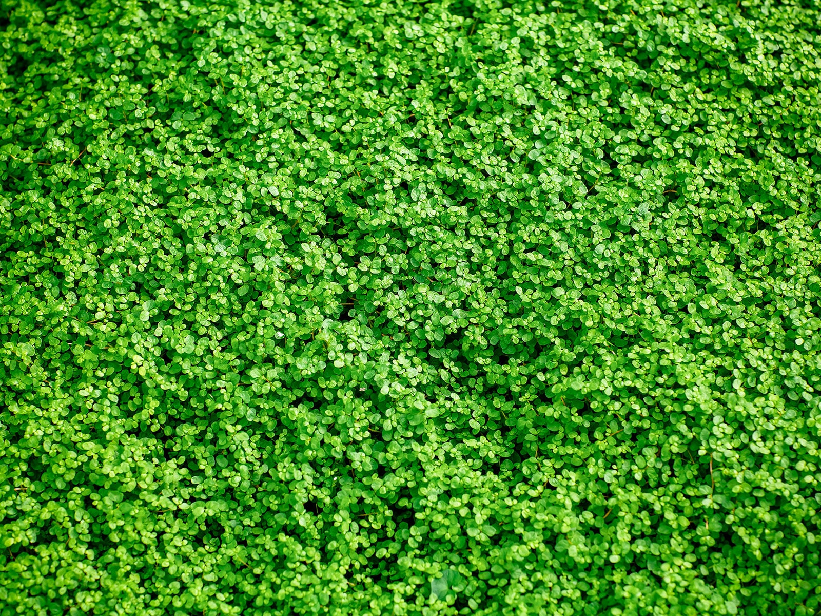 A dense mat of Corsican mint growing as a groundcover