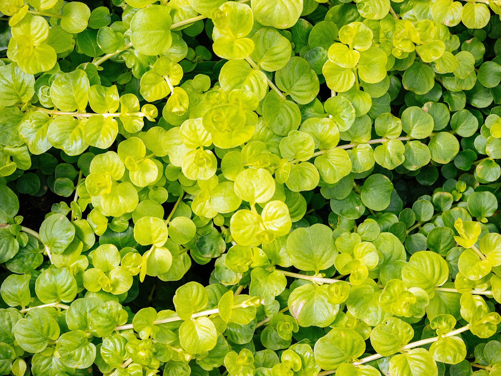 Golden creeping Jenny ground cover