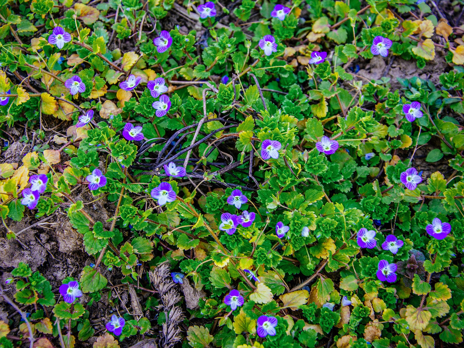 Creeping speedwell with bluish-purple flowers growing as a ground cover