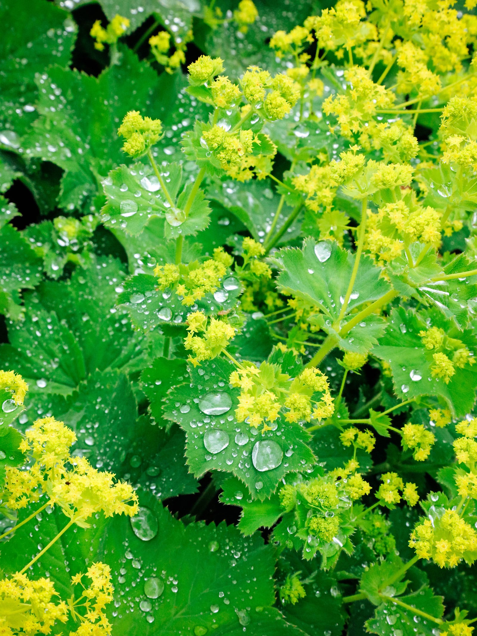 Dwarf lady's mantle groundcover in bloom with tall spikes of yellow flowers