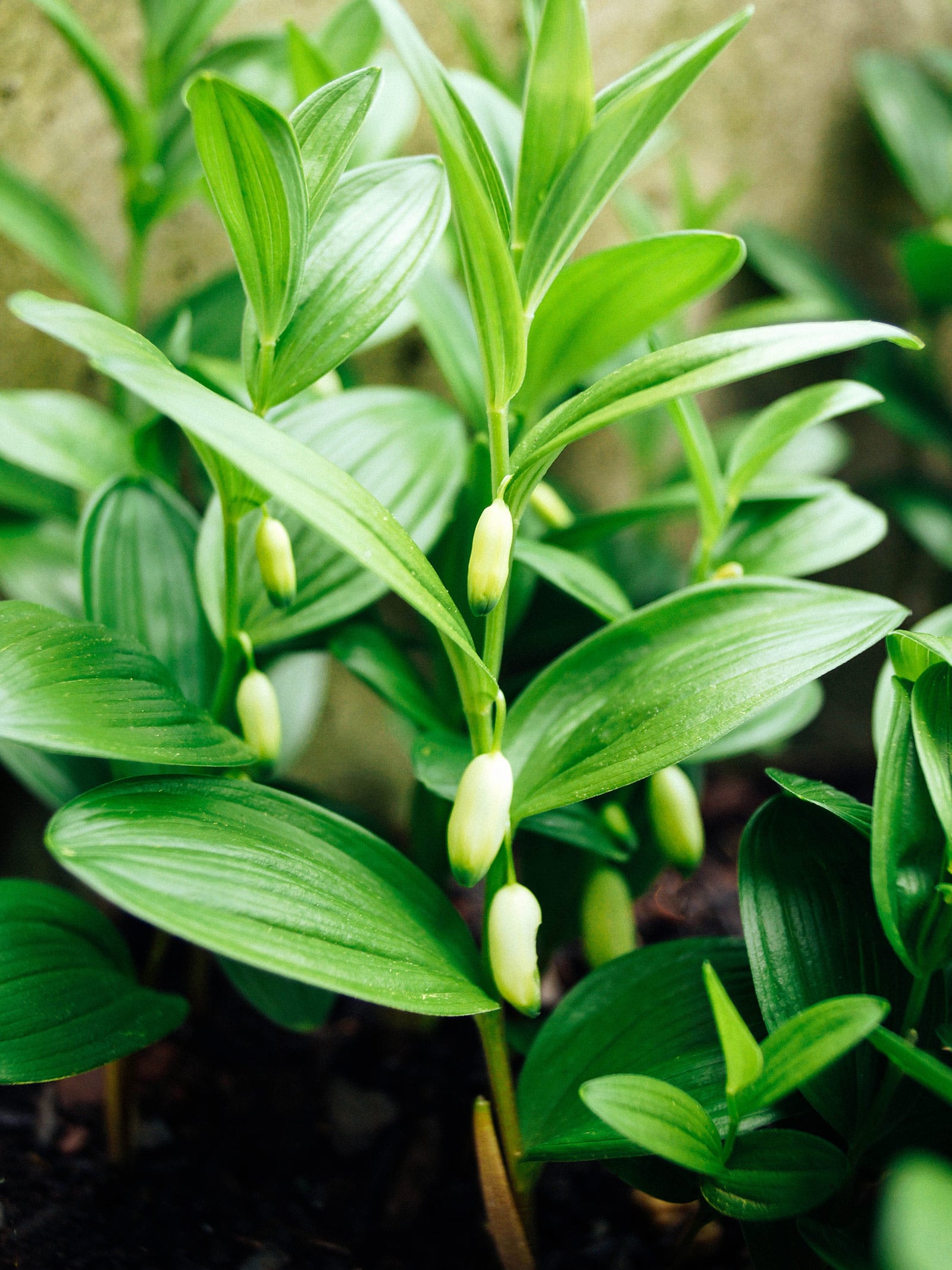 Dwarf Solomon's seal ground cover with small flower buds hanging off the stems