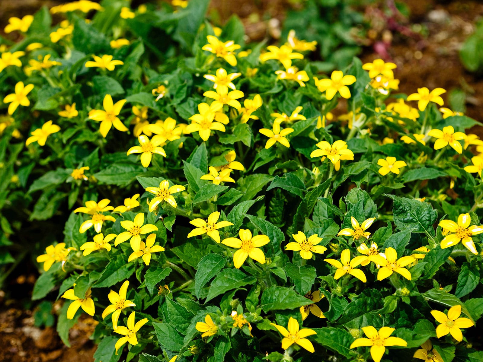 Goldenstar groundcover in bloom with yellow flowers