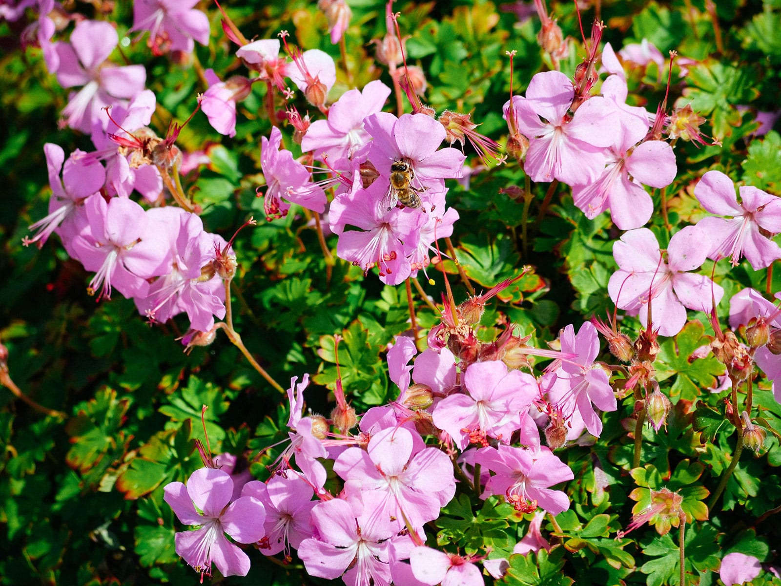 Hardy geranium groundcover with clusters of bee-attracting pink flowers