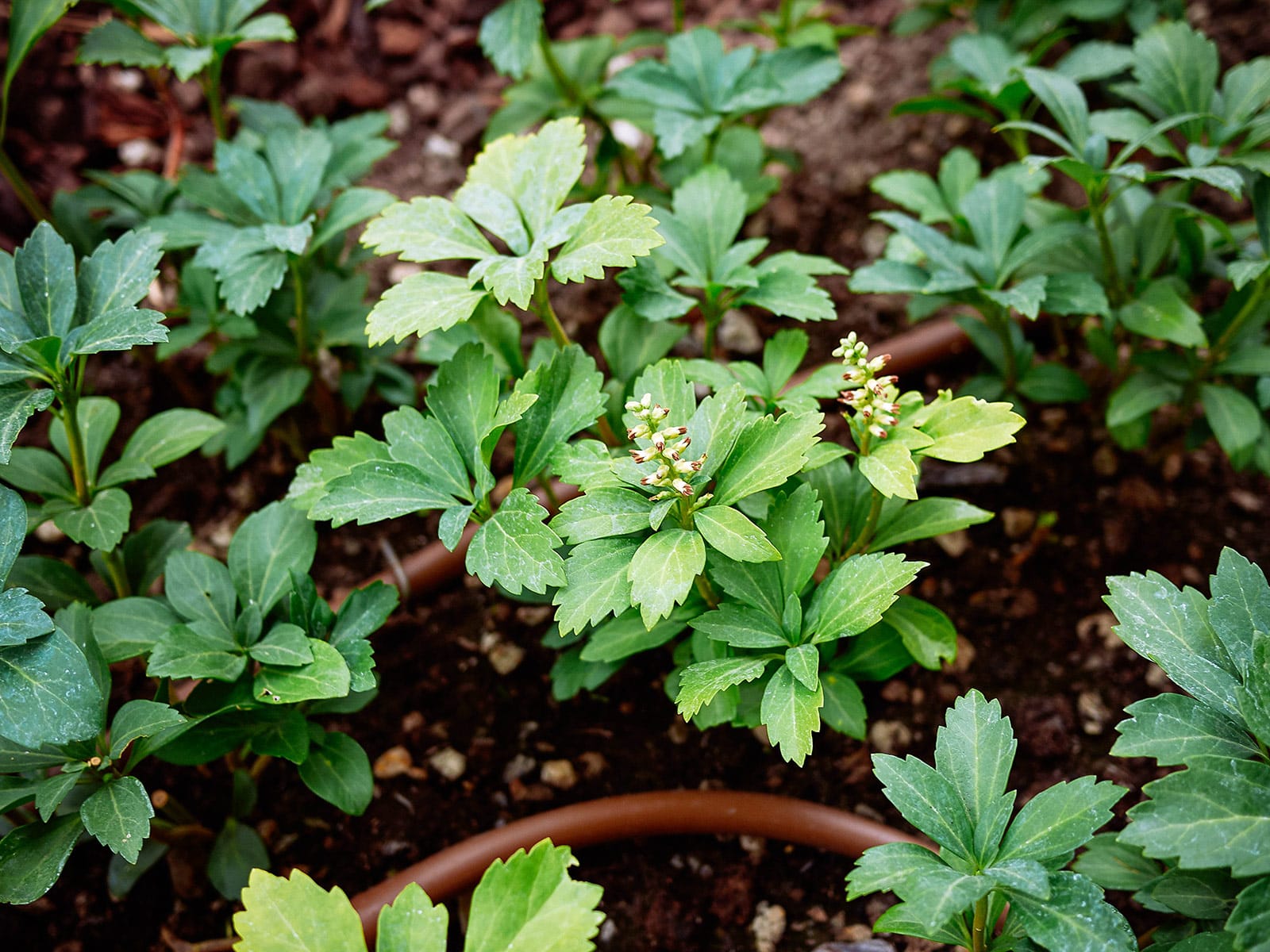 Japanese spurge ground cover with tiny white flowers, planted in an irrigated garden bed