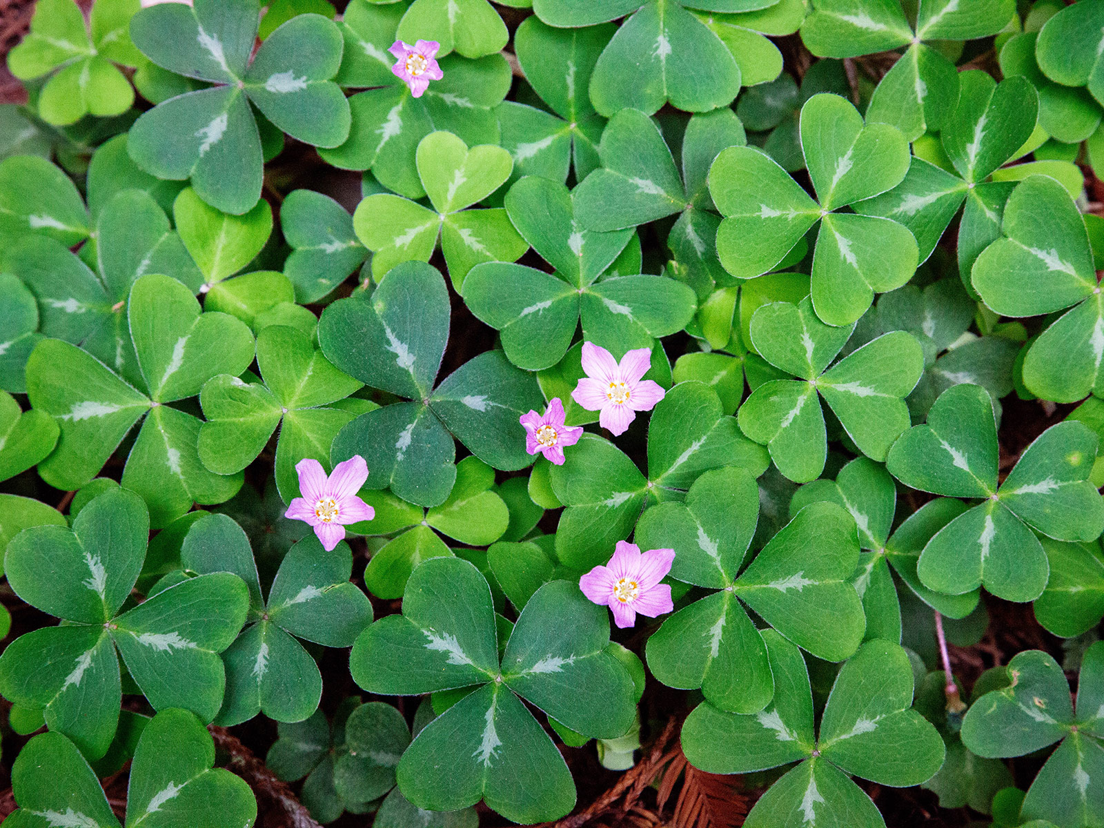 Redwood sorrel with tiny pink flowers