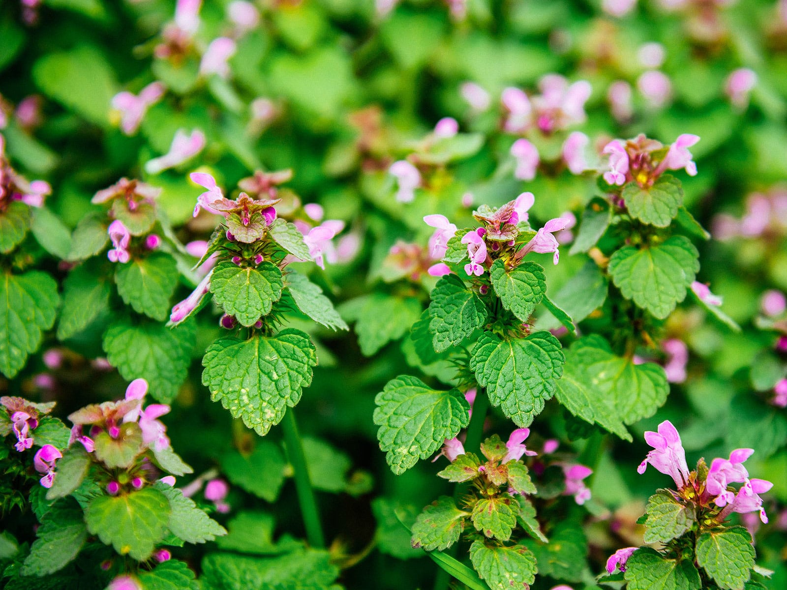 Spotted deadnettle in bloom with purple-pink flowers