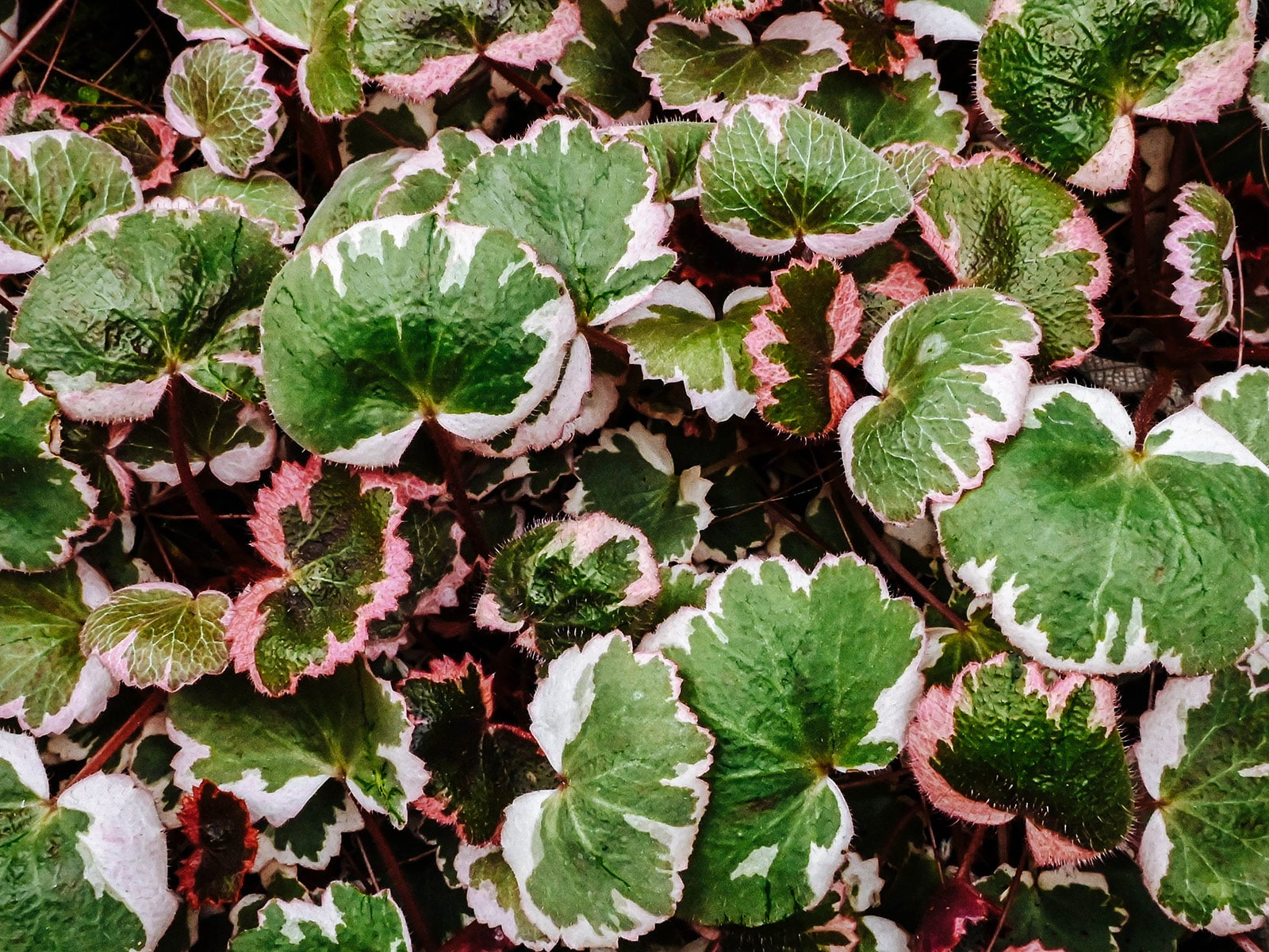 Tricolor strawberry begonia groundcover with pink leaf edges