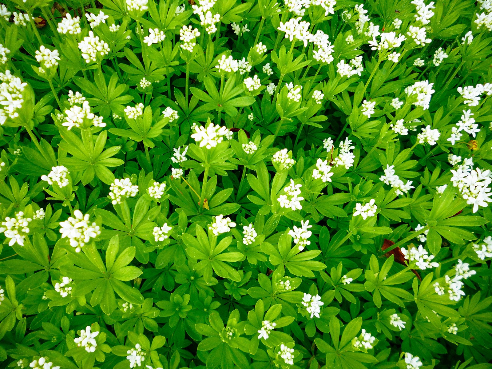 Sweet woodruff in bloom with clusters of white flowers