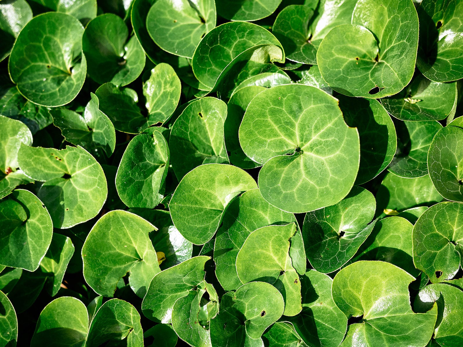 Wild ginger groundcover plant