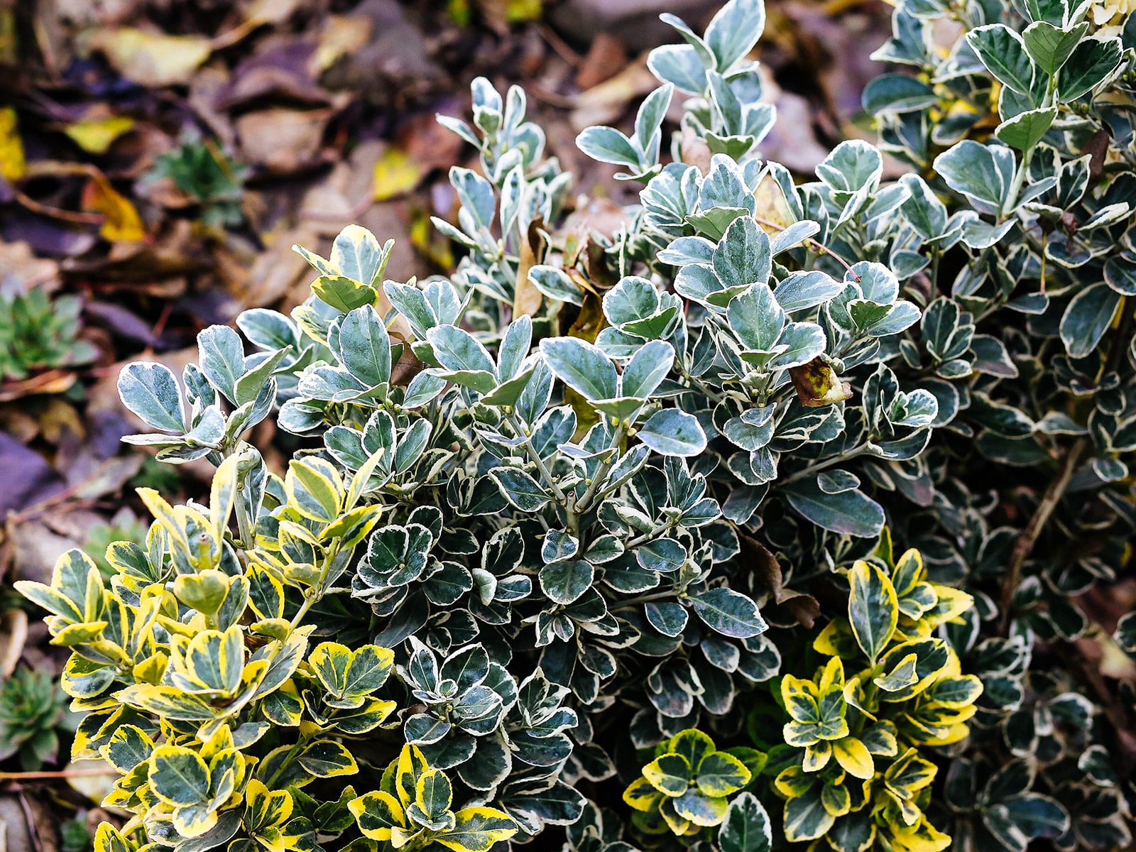 Two types of variegated wintercreeper, one with white leaf edges and one with golden leaf edges