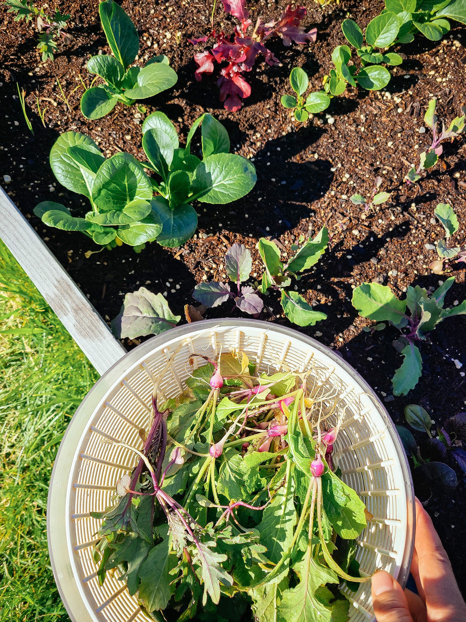 Things every gardener needs to do in late summer