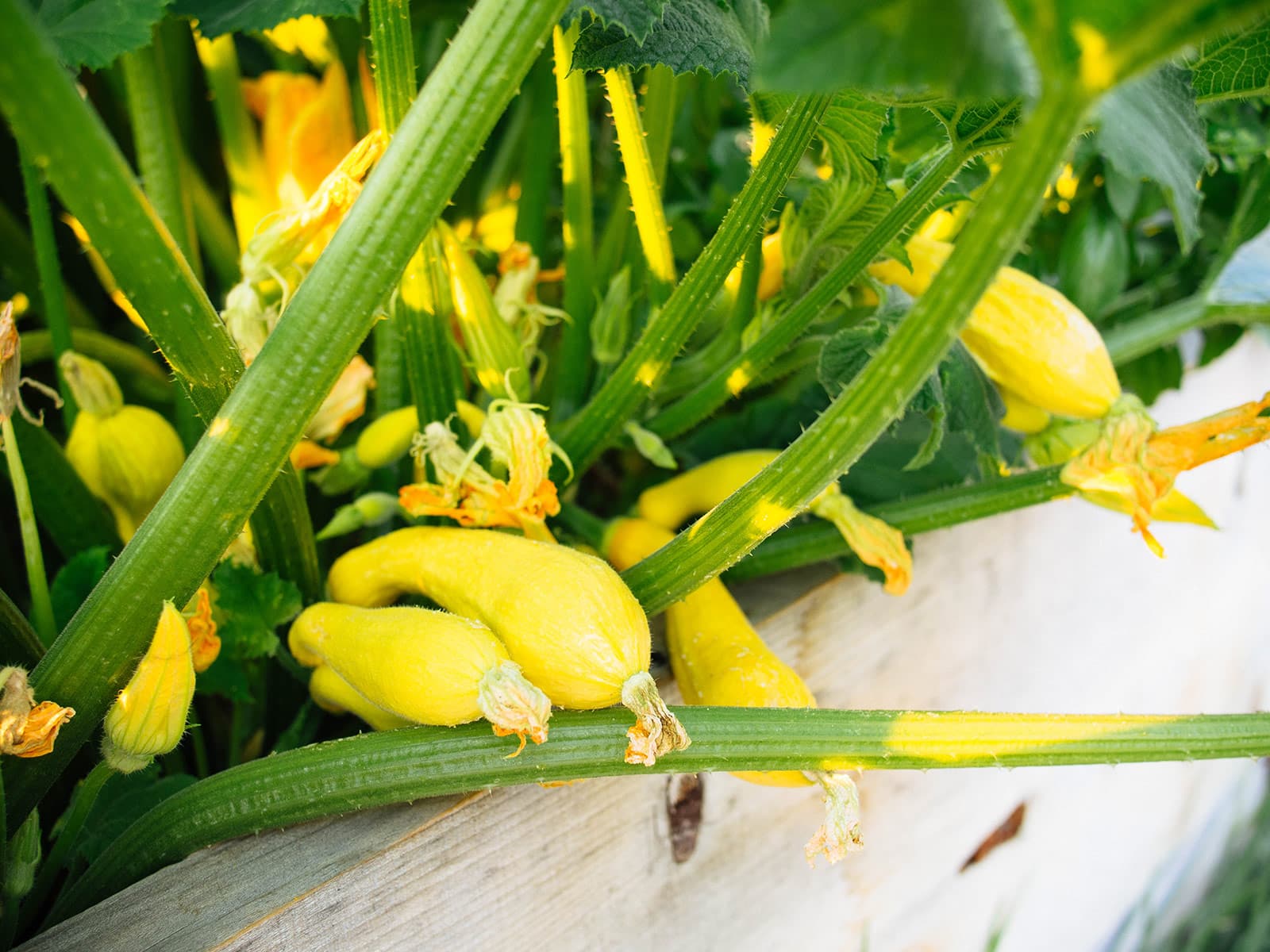 A squash plant with several crookneck yellow squash growing in between the vines