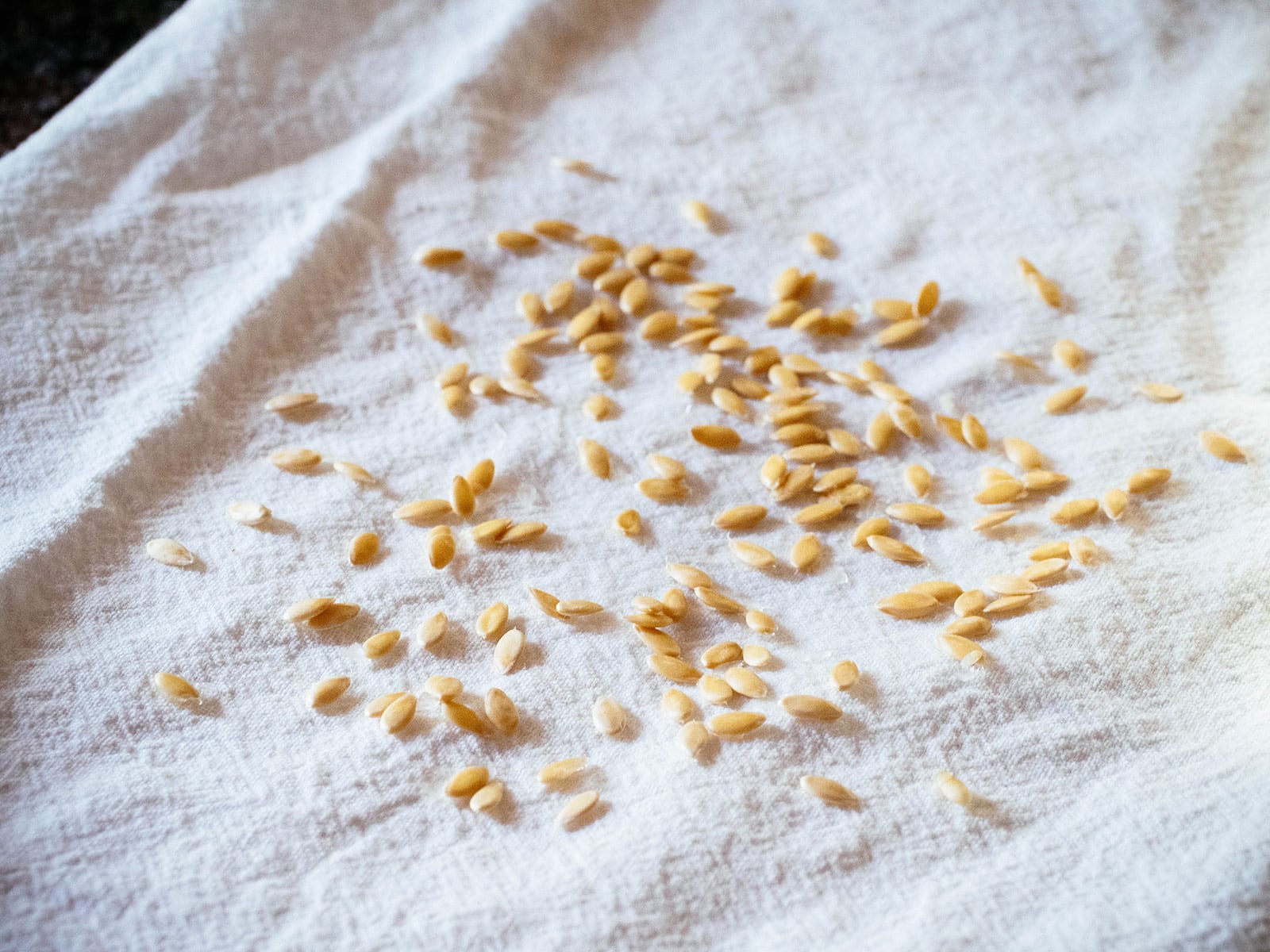 Close-up of dozens of tiny tomato seeds scattered across a white towel