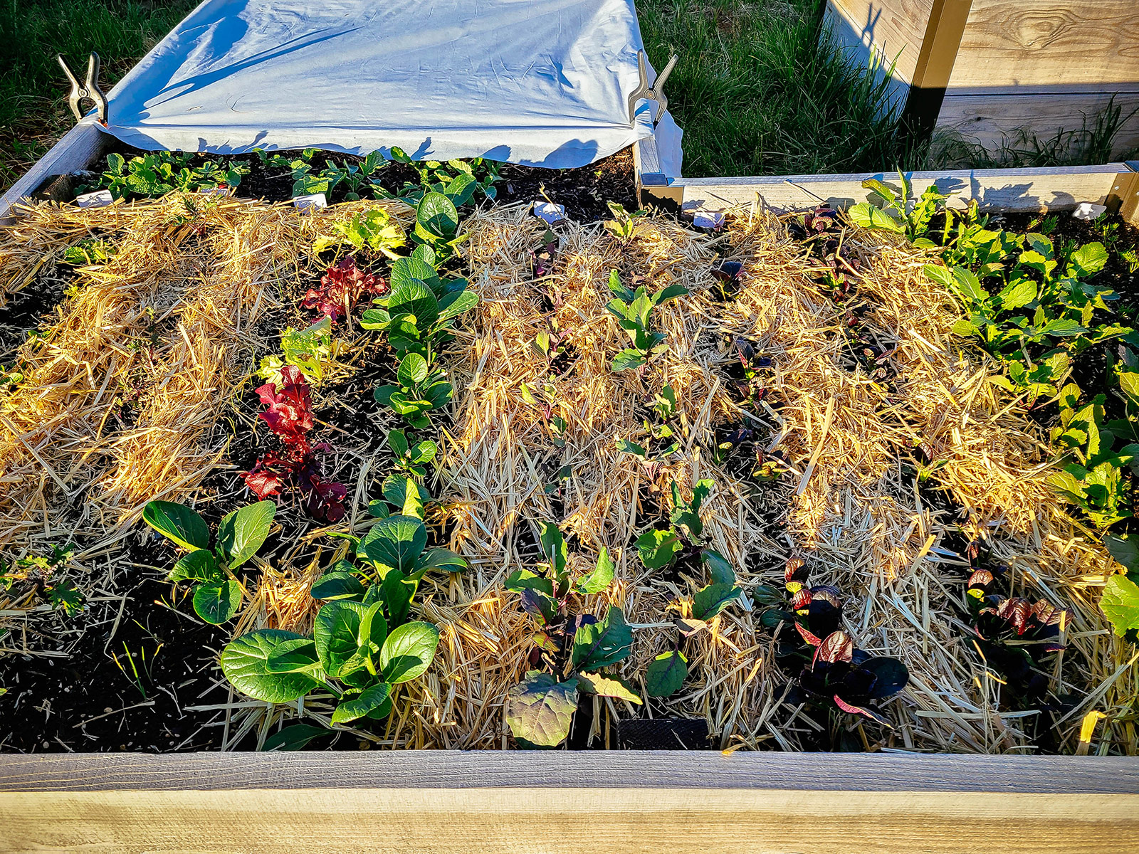 Raised bed with rows of kale and mustard seedlings growing in between straw mulch