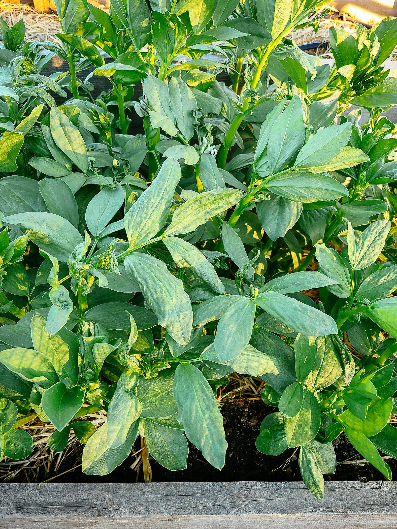 Fava bean plants growing in a raised bed