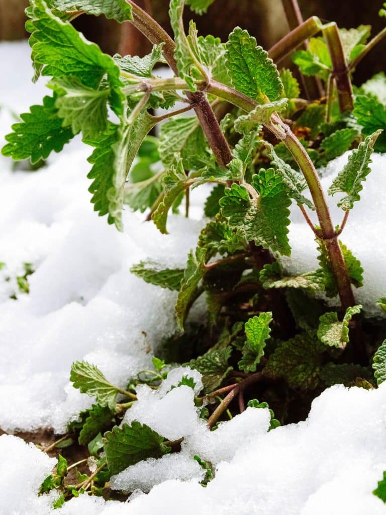 Mint plant growing in the snow