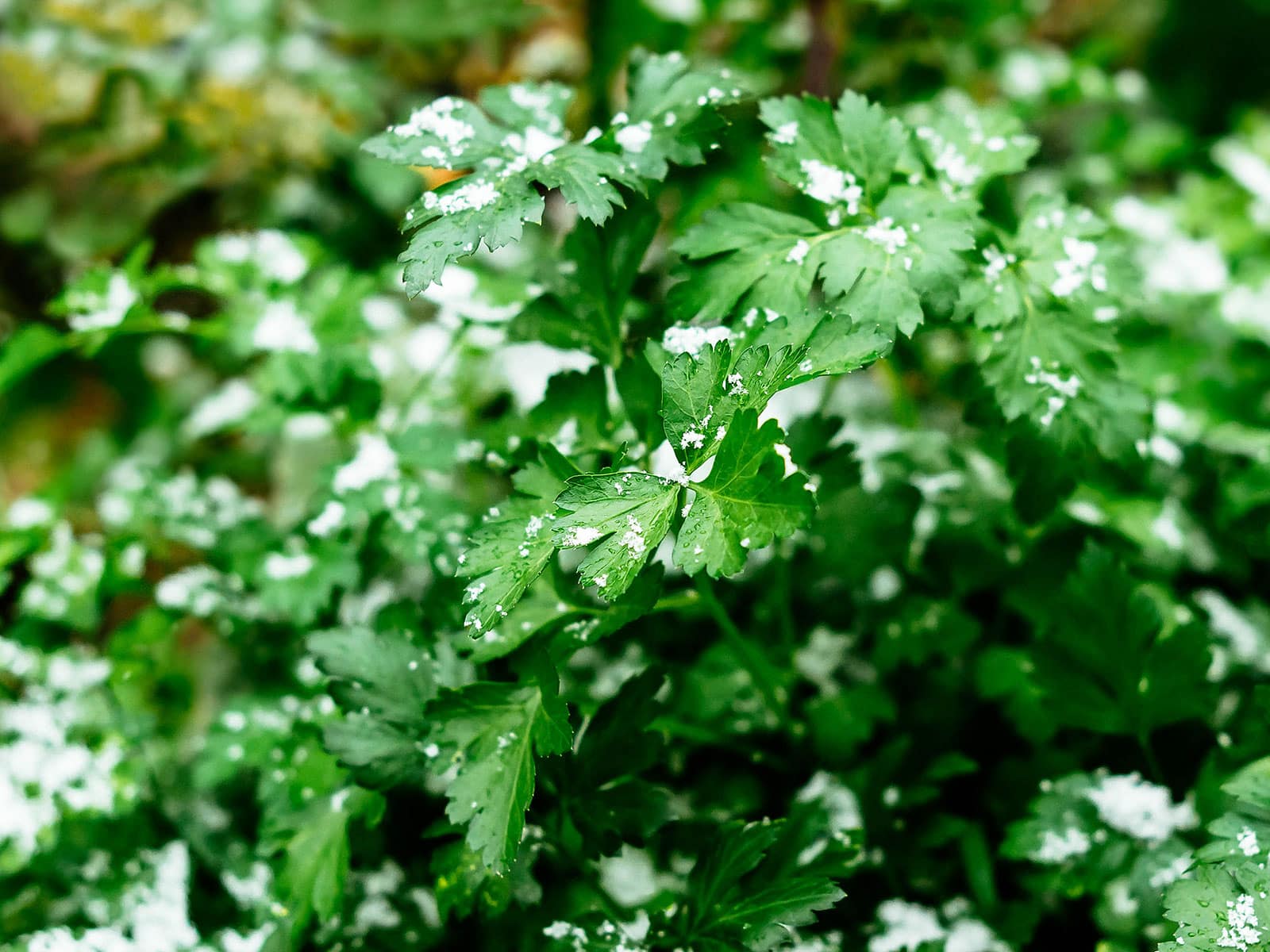 Parsley plant with frost and snow on the leaves