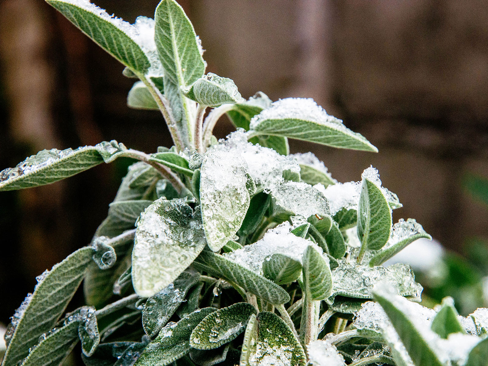 Sage plant with a dusting of snow on the leaves