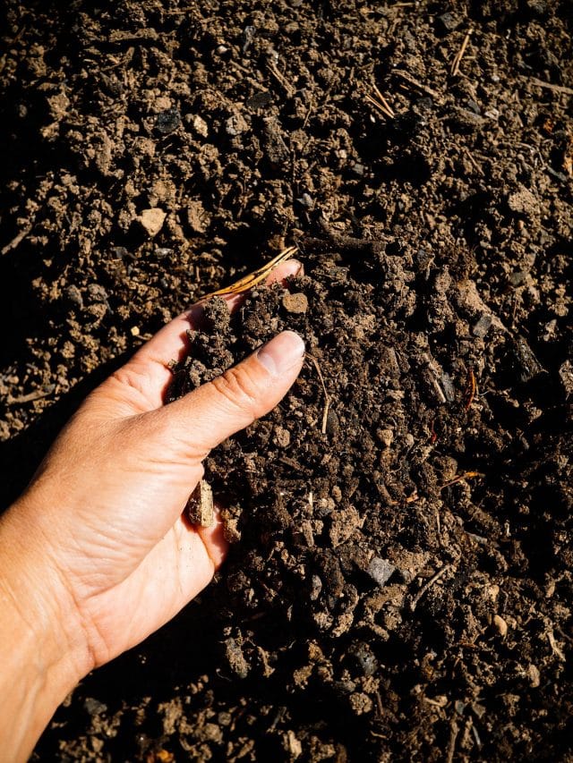 Easy ways to nurse your garden soil back to health over winter