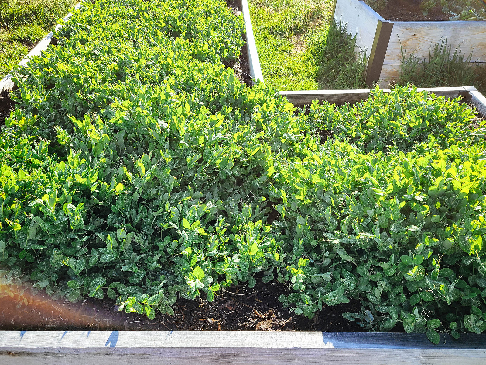 Austrian winter pea cover crop in a raised bed