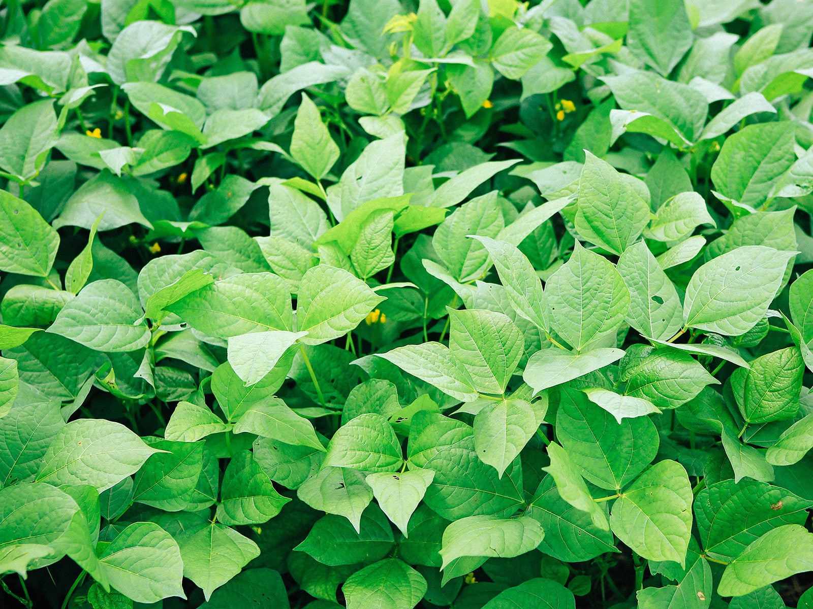 Cowpea cover crop in a garden