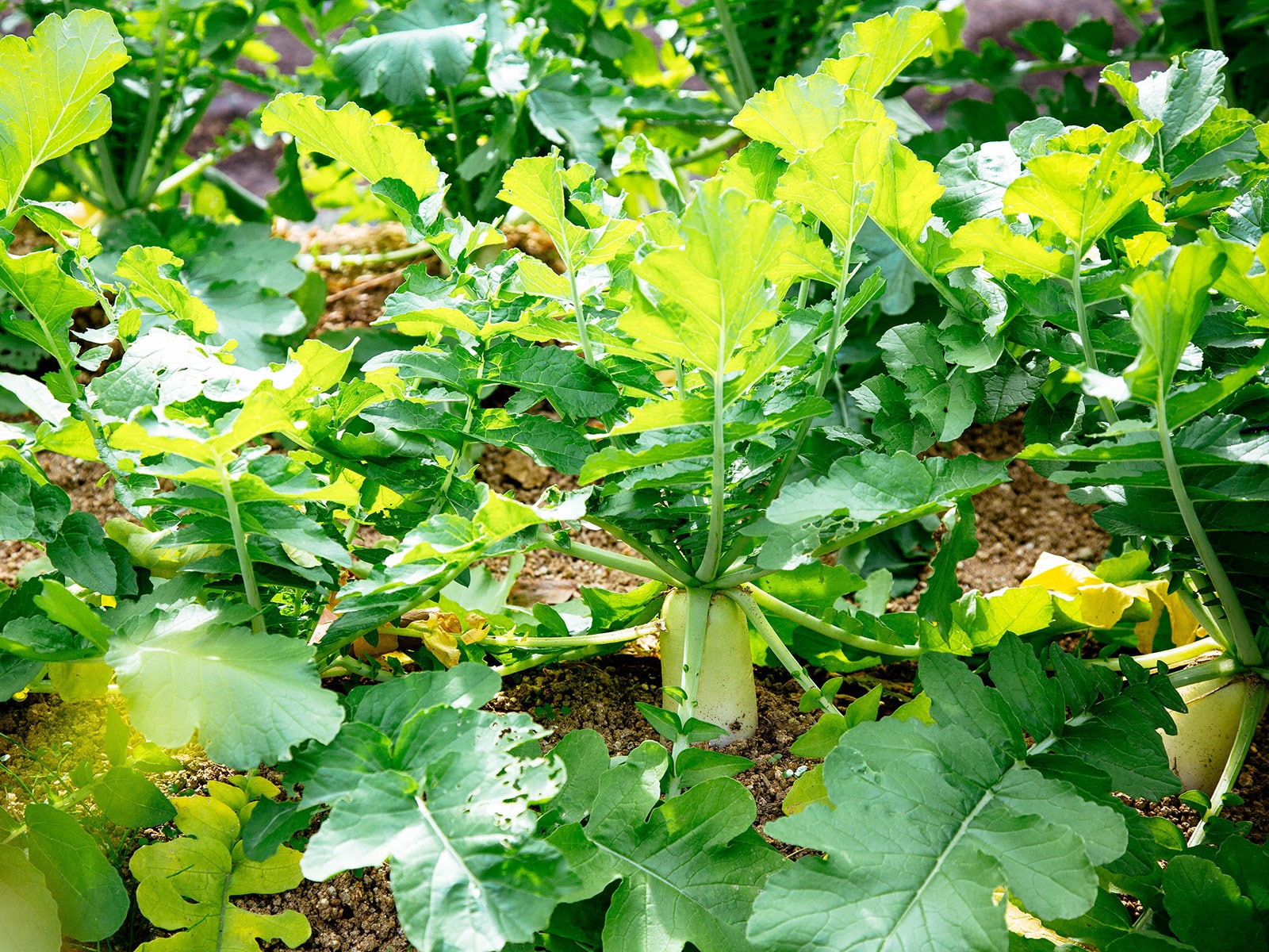 Daikon radish cover crop growing in a garden