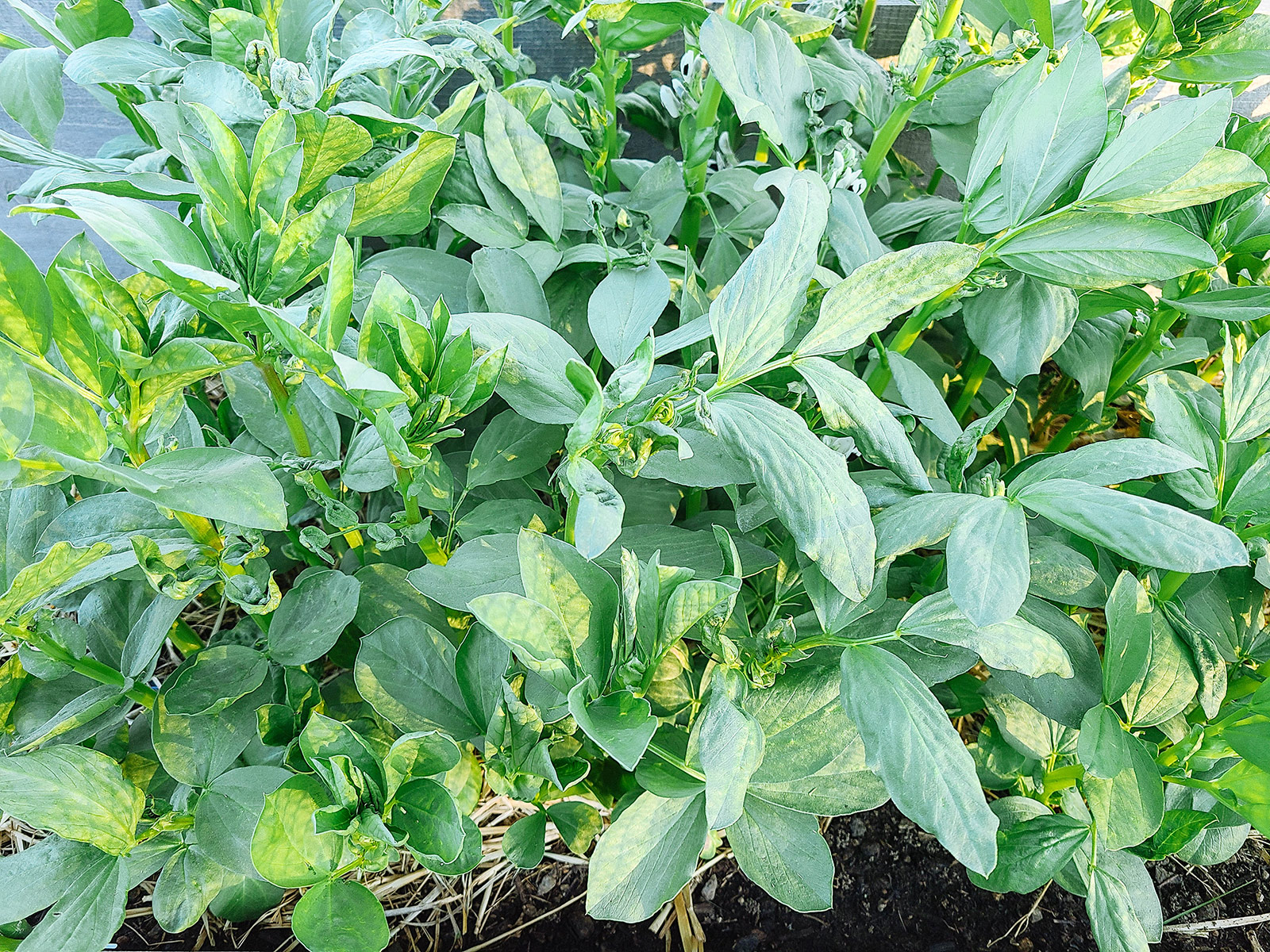 Fava bean cover crop about to bloom in a garden