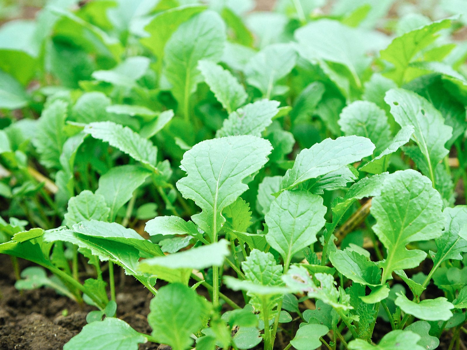 Young mustard cover crop growing in a garden