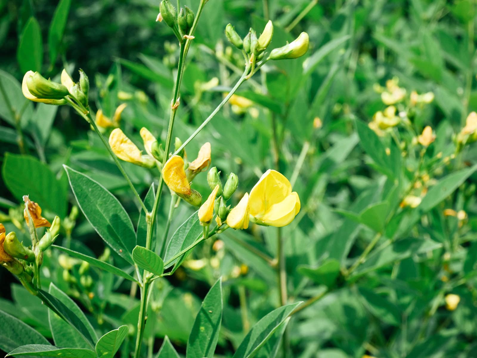 Pigeon pea cover crop in bloom with yellow flowers