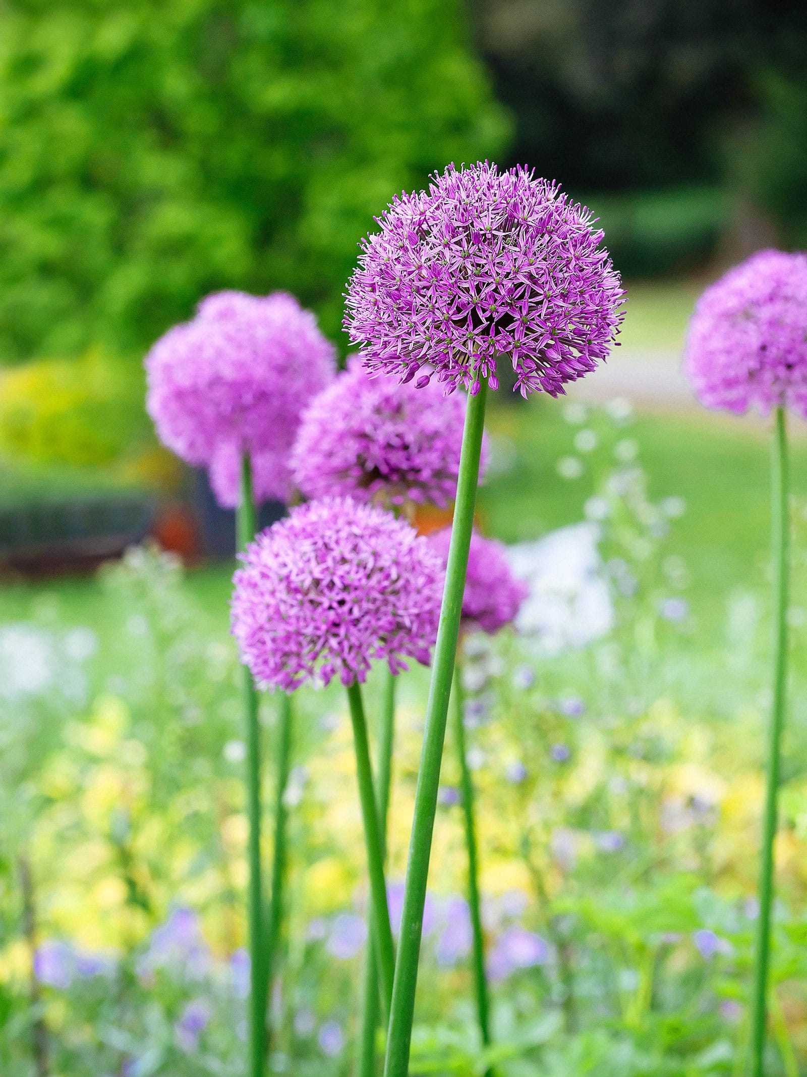 Purple ornamental allium flowers