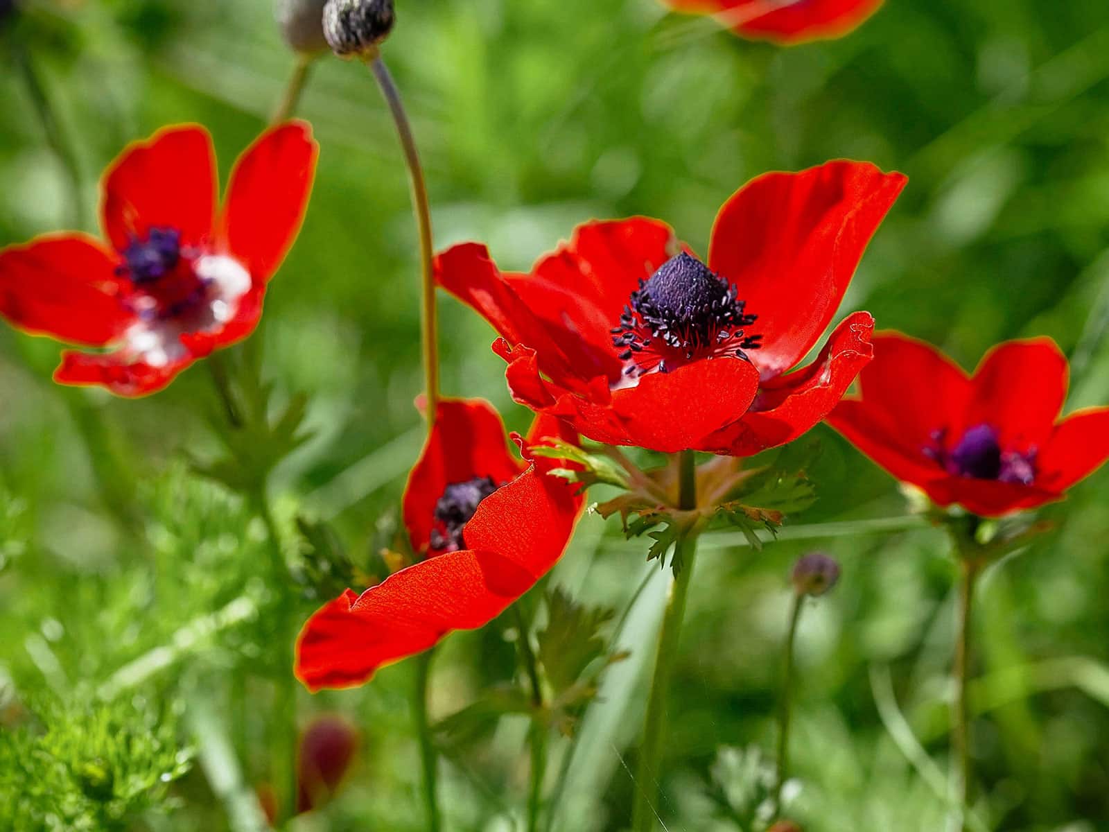 Red anemone flowers