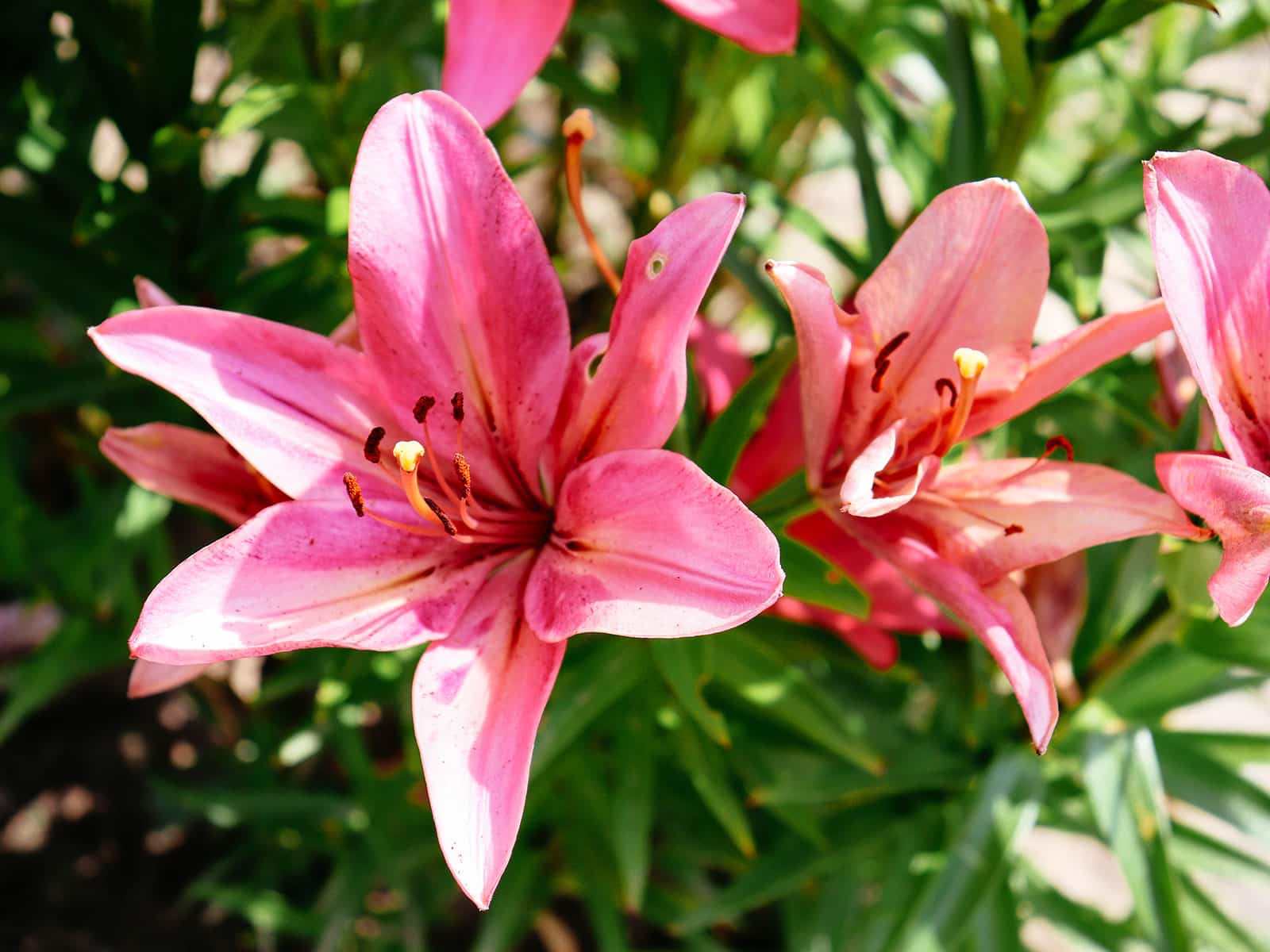 Pink Asiatic lilies