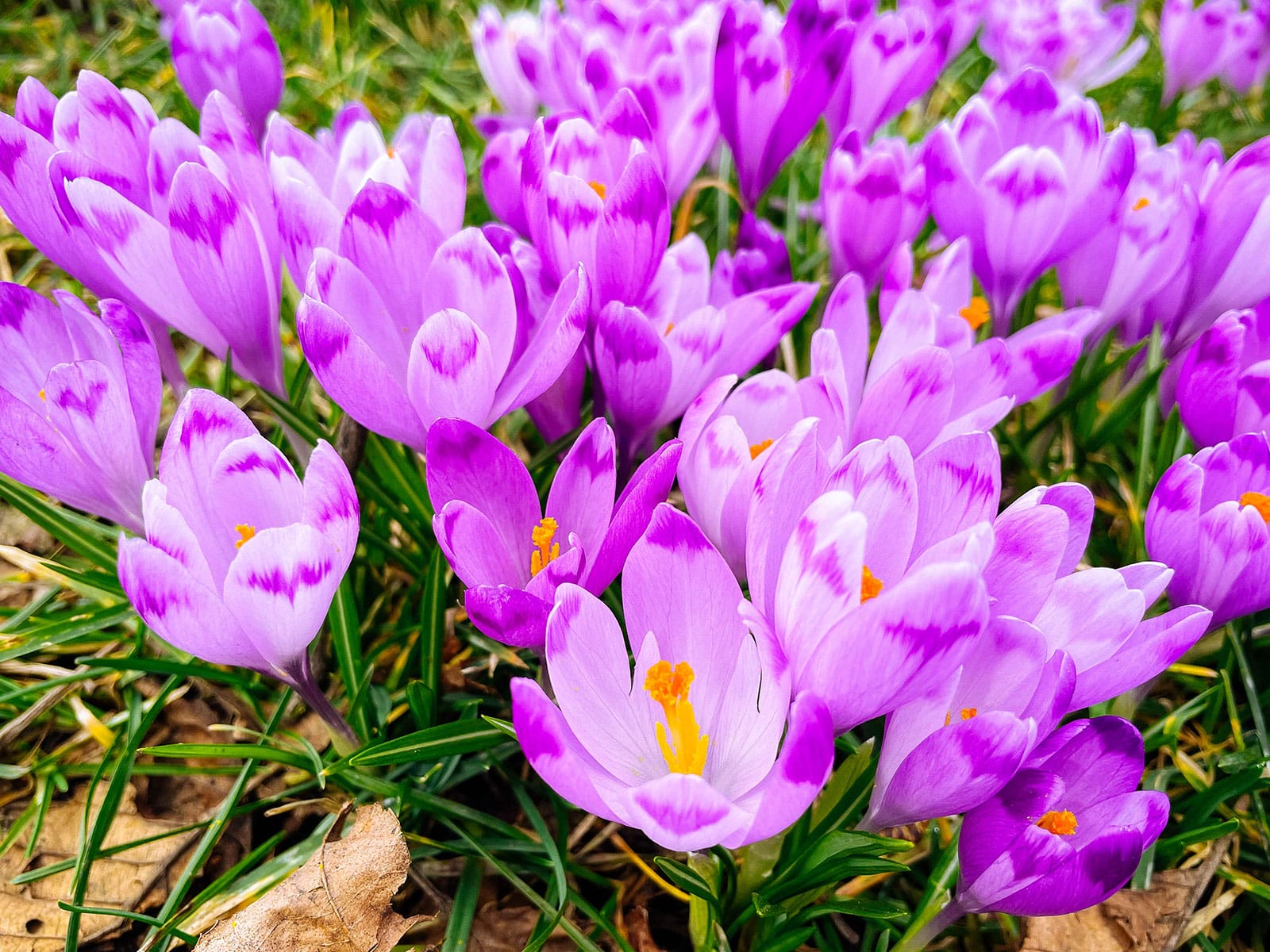 Purple crocus blooming in a lawn