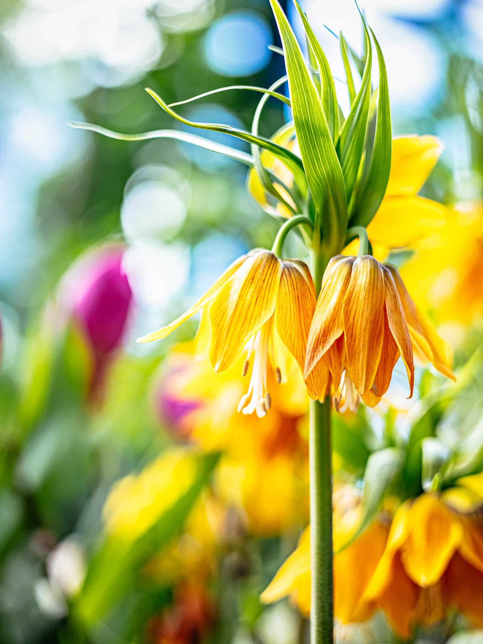 Yellow and orange crown imperial flowers