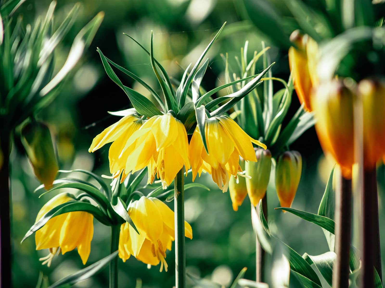 Yellow crown imperial flowers