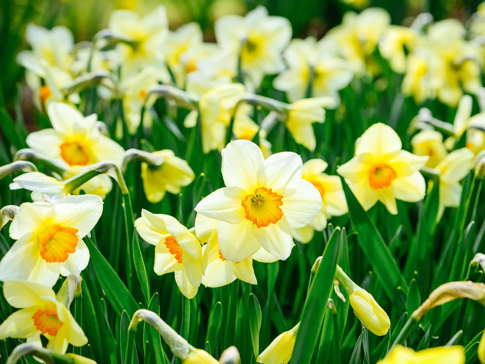 Yellow daffodils with orange centers