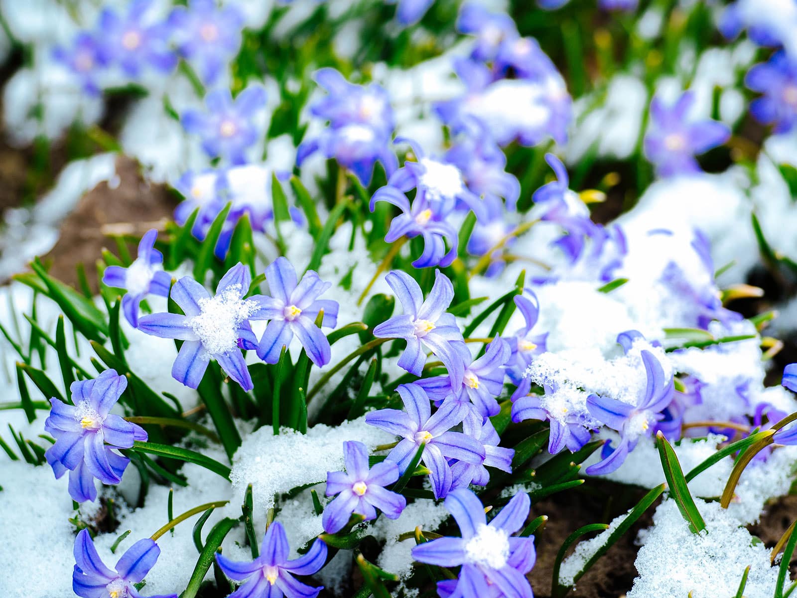 Glory-of-the-snow blooming under snow cover