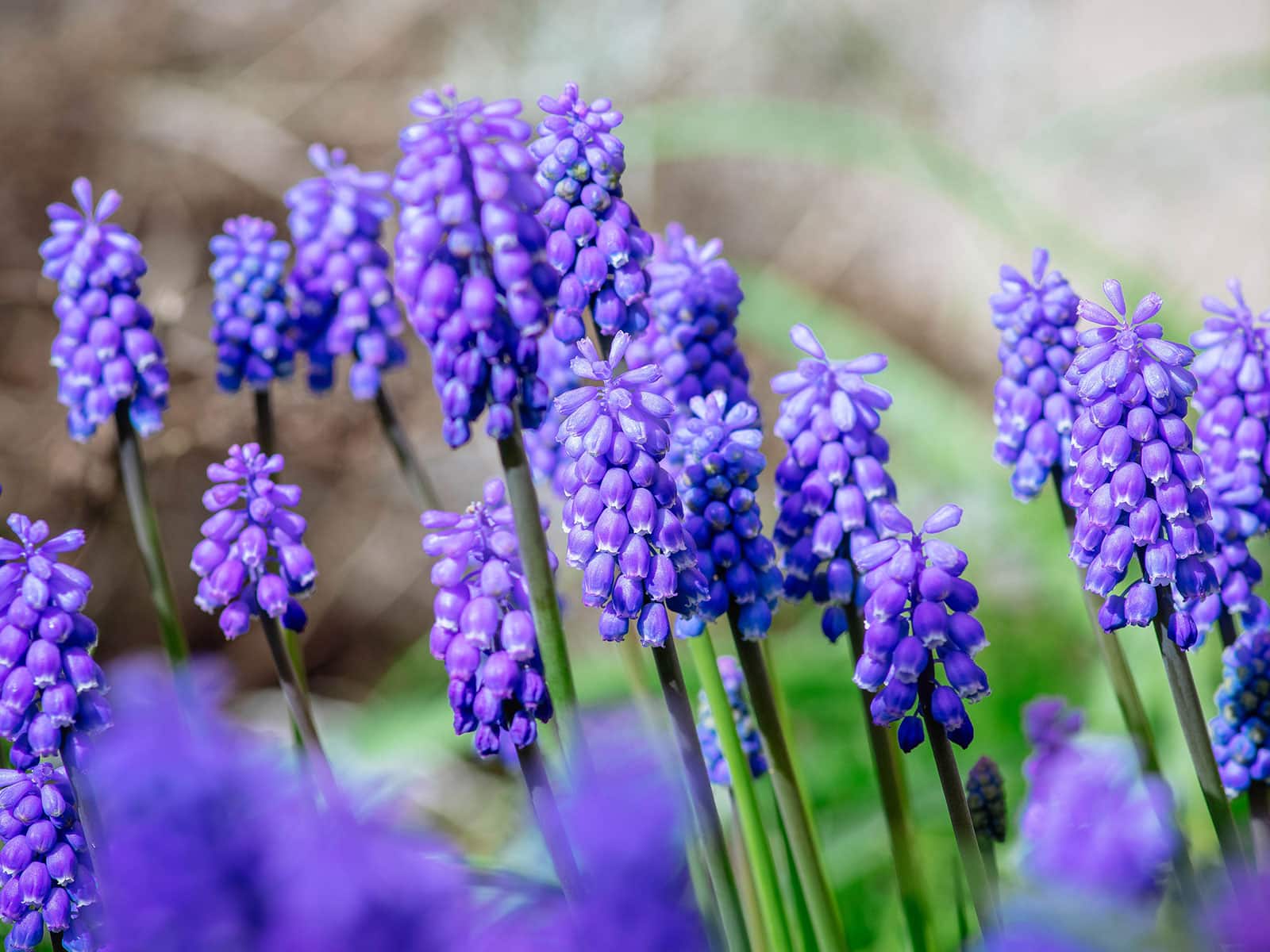 Grape hyacinth flowers