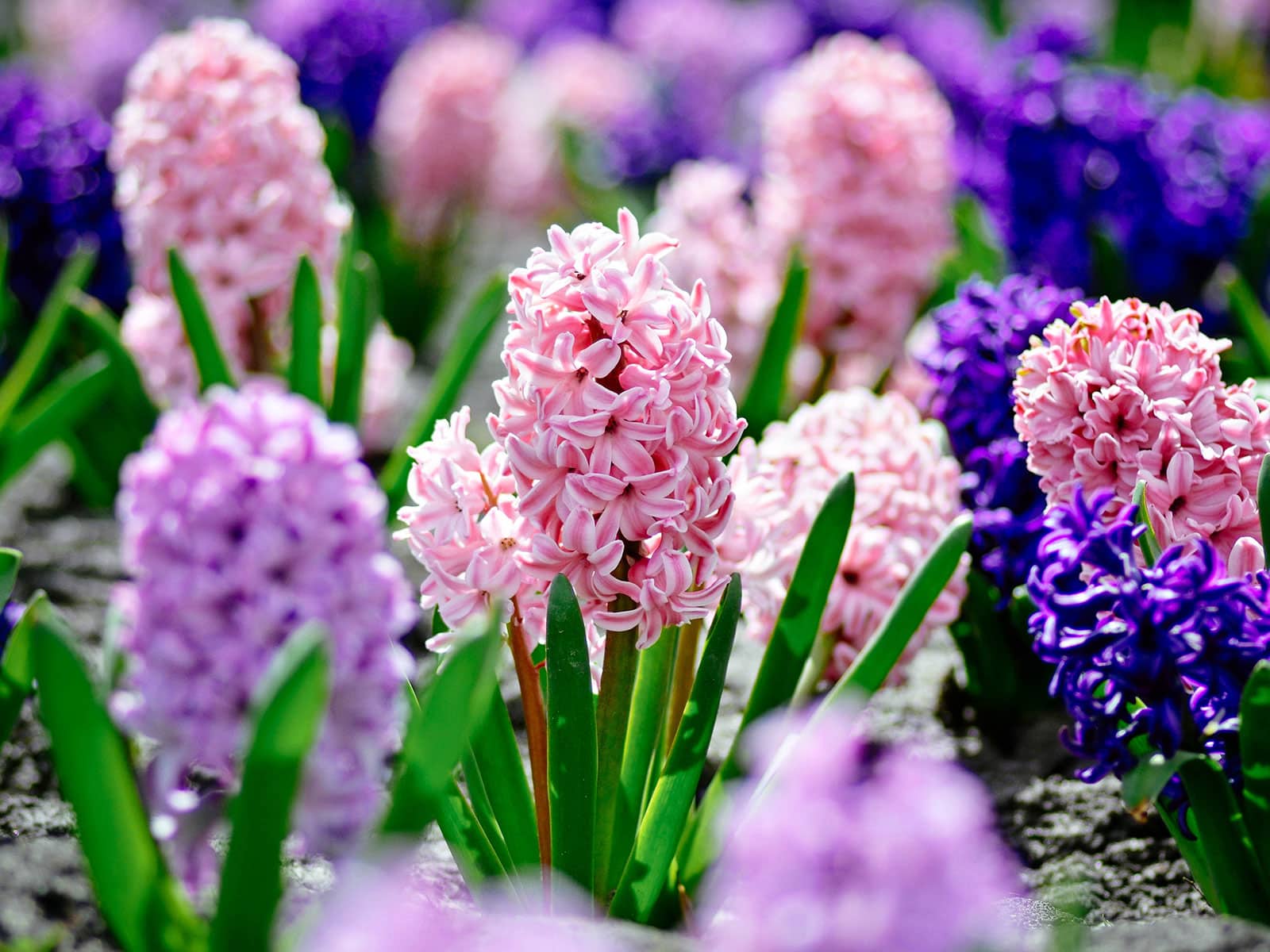 Pink, purple, and lavender hyacinth flowers in a garden