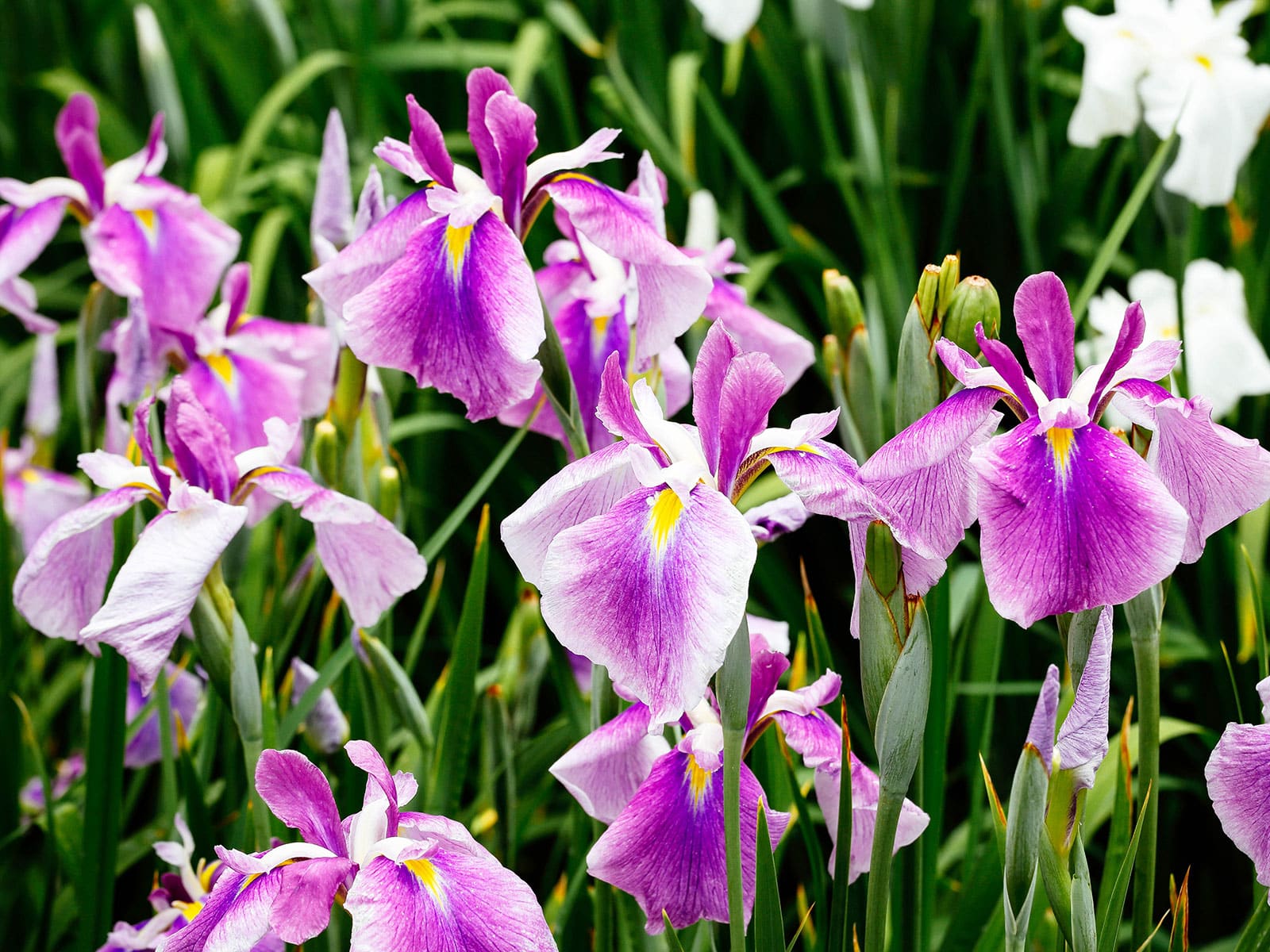 Purple and white irises